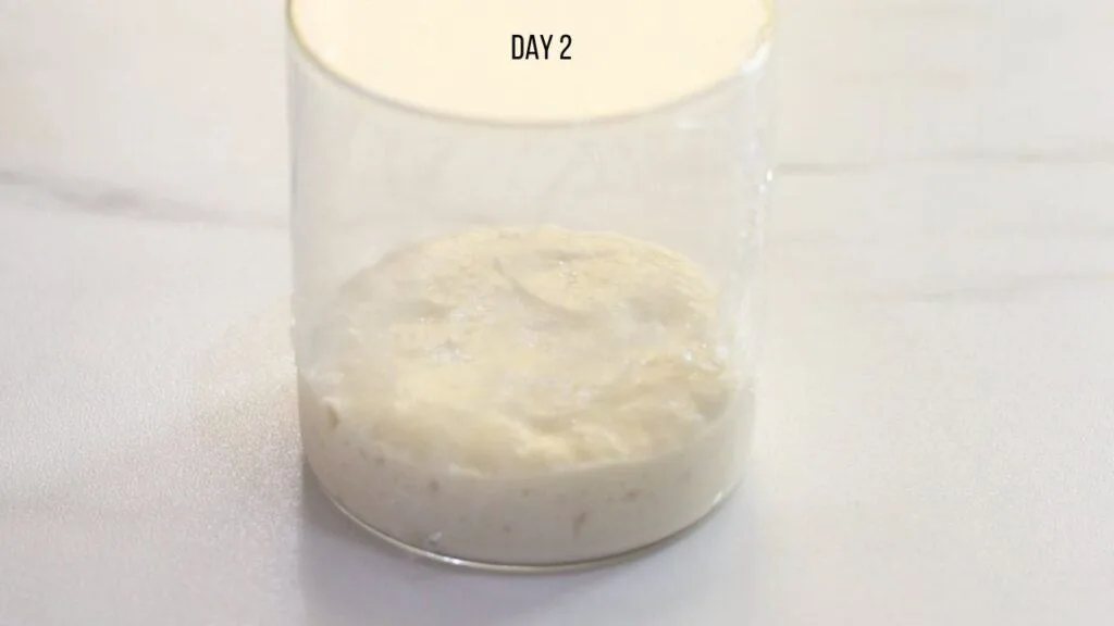 easy sourdough starter