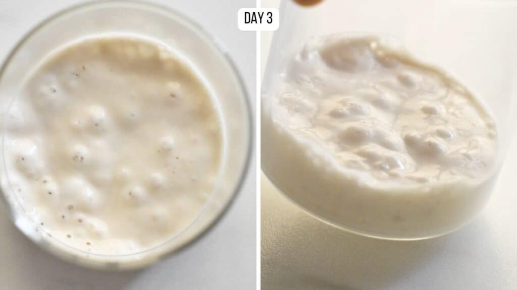 how to make sourdough starter for beginners